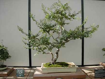 Hogyan növekszik bonsai otthon