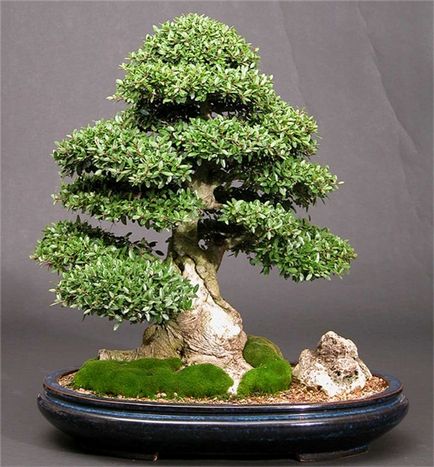 Cum să crești bonsai acasă