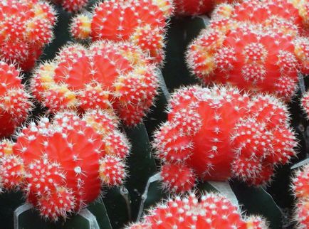 Imagini și fotografii ale cactilor (fotografii) Imagini și fotografii ale cactuselor