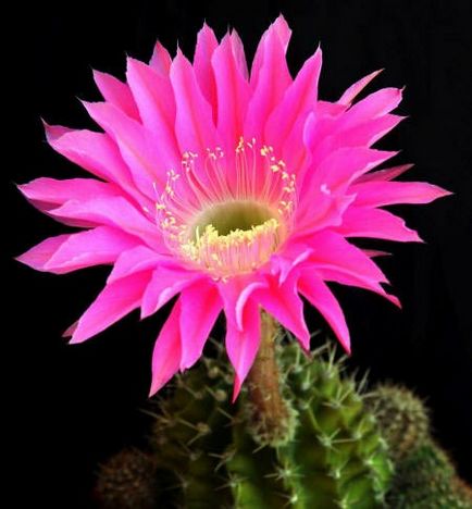 Imagini și fotografii ale cactilor (fotografii) Imagini și fotografii ale cactuselor