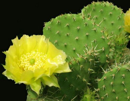 Imagini și poze cu cactușii (poze cu cactus) Imagini și fotografii ale cactuselor