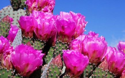 Imagini și fotografii ale cactuselor