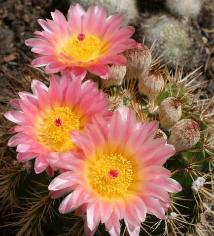 Imagini și fotografii ale cactilor (fotografii) Imagini și fotografii ale cactuselor