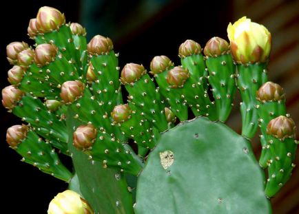 Imagini și fotografii ale cactuselor