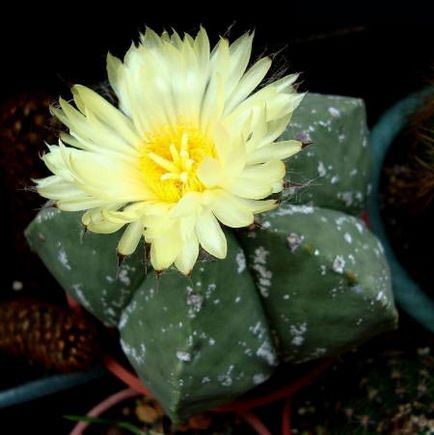 Imagini și poze cu cactușii (poze cu cactus) Imagini și fotografii ale cactuselor