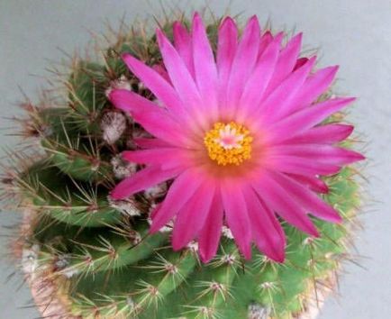 Imagini și fotografii ale cactuselor