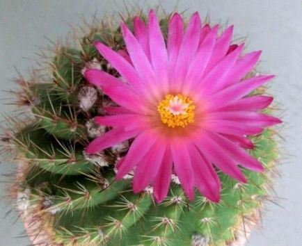 Imagini și fotografii ale cactilor (fotografii) Imagini și fotografii ale cactuselor
