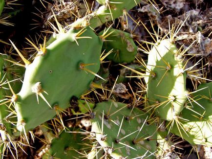 Imagini și fotografii ale cactuselor