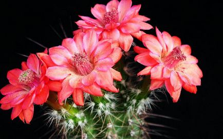 Imagini și poze cu cactușii (poze cu cactus) Imagini și fotografii ale cactuselor