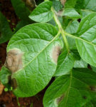 Burgonya gránát - a fajta leírását fotókkal, jellemzőit, ültetés és gondozás