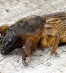 Cartofi lemonka - o descriere a soiului cu o fotografie, caracterizare, plantare și îngrijire (cartofi) Cartofi de lămâie - descrierea gradului cu fotografii, caracteristici, plantare și îngrijire
