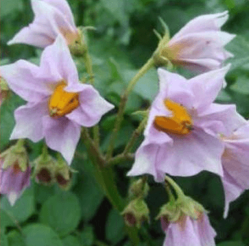 Cartofi de lămâie - descrierea calității cu fotografie, caracteristică, plantare și îngrijire (descriere) Cartofi de lămâie - descrierea gradului cu fotografii, caracteristici, plantare și îngrijire