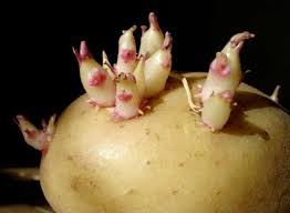 Картопля лимонка - опис сорту з фото, характеристика, посадка і догляд