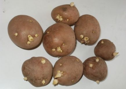 Descriere cartof - Ramona a soiului, caracteristici, fotografii, sfaturi despre îngrijire