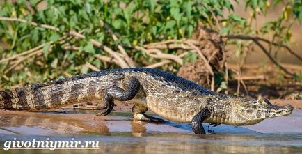 Crocodilul Cayman