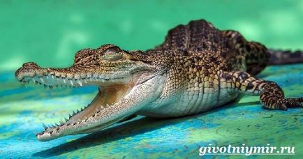 Crocodilul Cayman