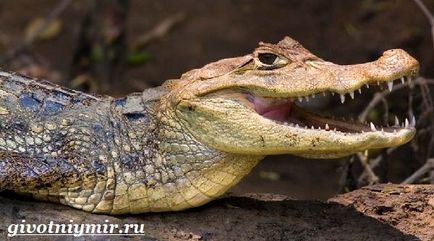 Crocodilul Cayman