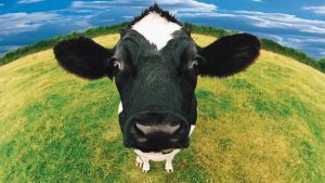 До чого сниться корова