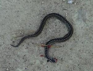 Ce face visul unui șarpe mort?