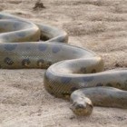 Miért álom egy döglött kígyó