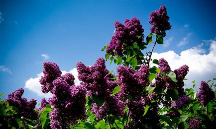 Ce înseamnă un vis de liliac, un liliac de vis care să vadă într-un vis, ceea ce înseamnă