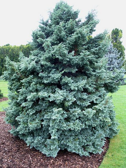 Reproducere Cypress, îngrijire de iarnă