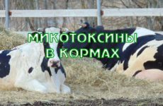 Класифікація кормів