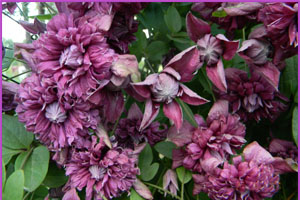 Clematis grup viticella