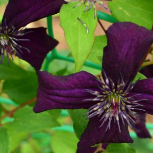 Clematis grup viticella