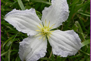 Clematis grup viticella