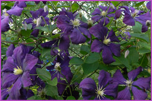 Clematis grup viticella