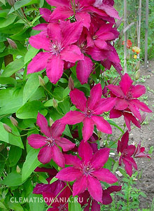 Clematis din grupul Jakman