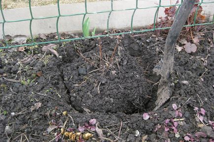 Clematis tenyésztési módszerek