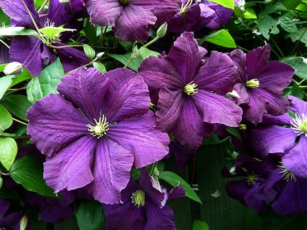 Клематис вітіцелла (clematis viticella l