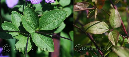 Clematis viticella (clematis viticella l