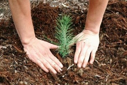 Când și cum să cumpărați cel mai bine răsadurile de plante prin Internet, ziua de reședință de vară