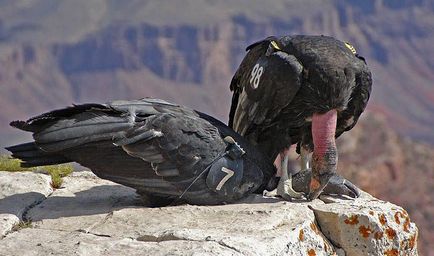 Condor - milyen madarak