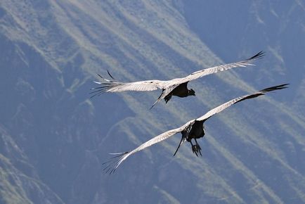 Condor - milyen madarak