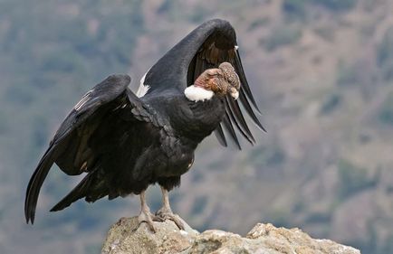 Condor (vultur gryphus) descriere, fotografie, voce, fapte interesante