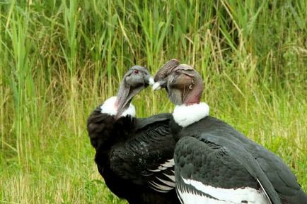 Condor (vultur gryphus) descriere, fotografie, voce, fapte interesante