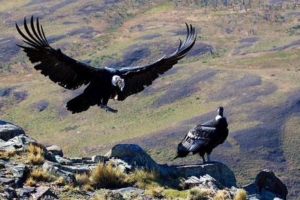 Condor (vultur gryphus) descriere, fotografie, voce, fapte interesante