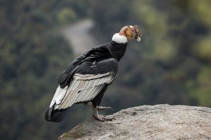 Condor (vultur gryphus) descriere, fotografie, voce, fapte interesante