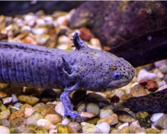 Sfaturi cu privire la conținutul axolotl de ce axolotl este lent, apetit scăzut pentru iarnă artificială