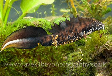 Konzultáció a tartalom az axolotl axolotl miért letargikus, étvágytalanság mesterséges téli