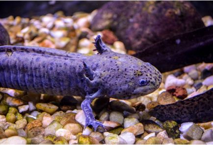 Sfaturi cu privire la conținutul axolotl de ce axolotl este lent, apetit scăzut pentru iarnă artificială