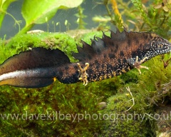 Sfaturi cu privire la conținutul axolotl de ce axolotl este lent, apetit scăzut pentru iarnă artificială