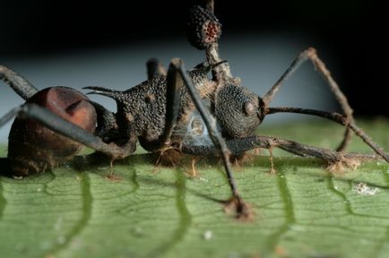 Cordyceps - o știință interesantă