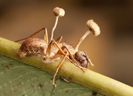 Cordyceps - o știință interesantă