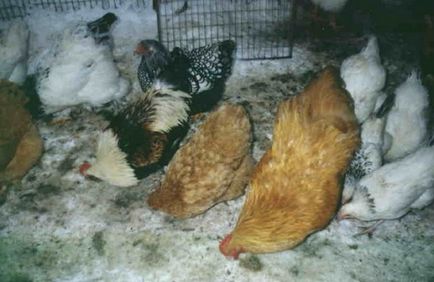Hrăniți găinile în timpul iernii
