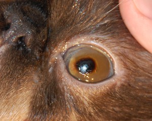 Sechestrarea corneei la pisici, tratamentul sechestrării corneei la pisici, departamentul oftalmologie